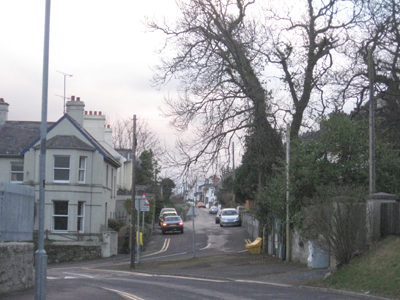 newcastle tree 001