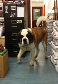 St Bernard - looking for its owner.