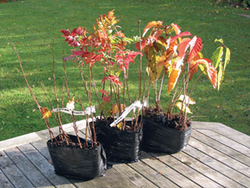 Autumn hedge and copse from the Woodland Trust. 