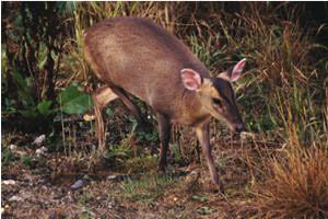 The population of mountjac deer in Ards peninsula is increasing. 