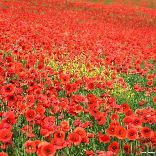 poppies