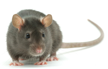 Councillor Willie Clarke is concerned at a possible rat problem in Newcatle's 