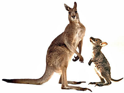 An adult and young wallaby are on the loose in the wider Downpatrick area. 