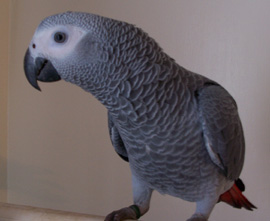 A grey parrot - one of the pets stolen from a house near Seaforde.