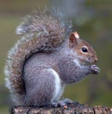 The grey squirrel invasive species in having a major impact on the native red squirrel.
