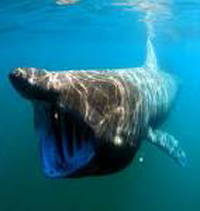 A plankton-eating basking shark. 