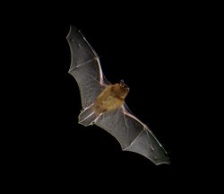 A pipostrelle bat in flight. 