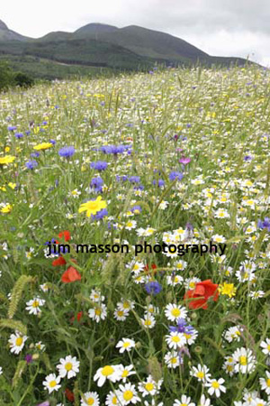 Wild flower are a great source of food for bees. Why not get a youth project going?