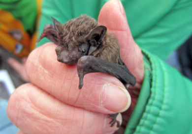 Come aling and enjoy the bat evenings and find out more about these unobtrusive creatures.