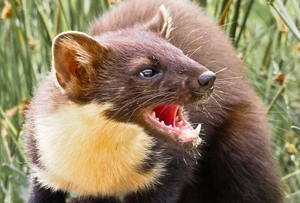 A group in South Armagh and Cooley has been funded to promote the population of pine martens in the area. 