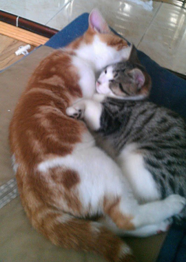 The cat on the left was stabbed with a 7-inch screw driver. 