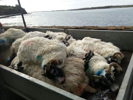 Councillor Kellie Armstrong has condemned the attack on sheep near Portaferry when at least 11 were drowned in Strangford Lough. 
