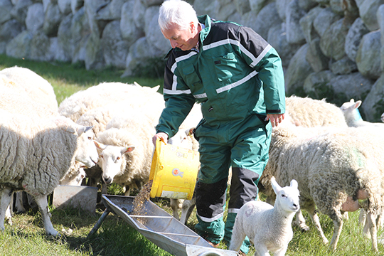 Feeding his flock: Séan Rogers enjoys his rural roots and tends a flock of Llewn sheep.