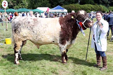 A fine example of an award winning beef shorthorn pictured at the Castlewellan Show last summer with Colleen Dorman with Lowtown Kid.