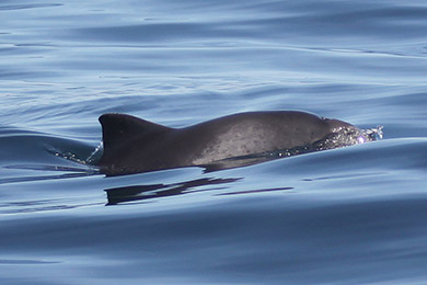 A harbour porpoise near Newcastle (Photo by Vicki Clear).