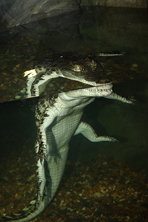 A Nile crocodile at Exploris.