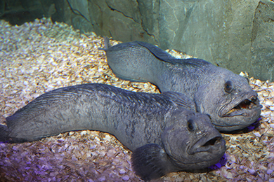 Exploris hosts a wide range or European and tropical fish.