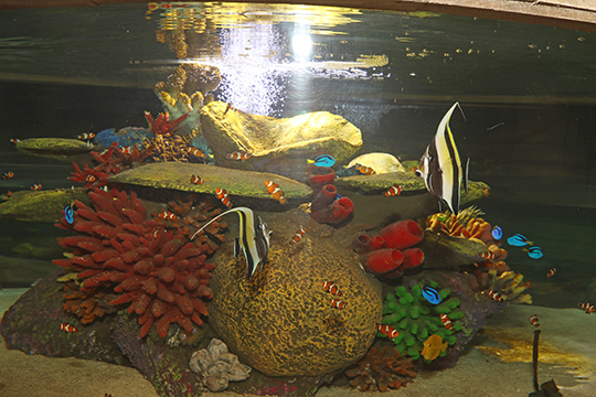 Visitors will see much more exciting and brighter exhibits at Exploris.