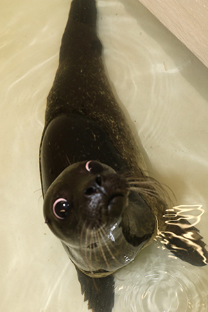 The seal sanctuary has 14 seal pups at the moment.